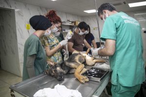 ÖĞRENCİLER, BÜYÜKŞEHİR’İN VETERİNER HEKİMLERİNDEN SEKTÖR TECRÜBESİ EDİNİYOR