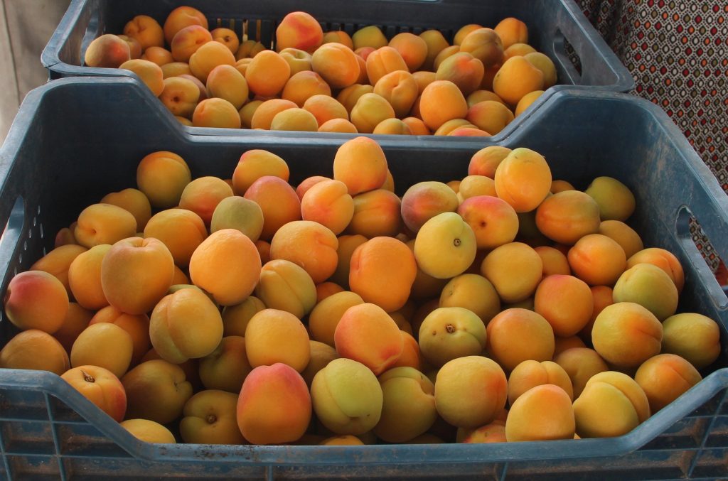 Mut’ta kayısı rekoltesi 200 bin ton olarak gerçekleşti