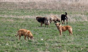 BAŞIBOŞ SOKAK KÖPEKLERİ DÜZENLEMESİ