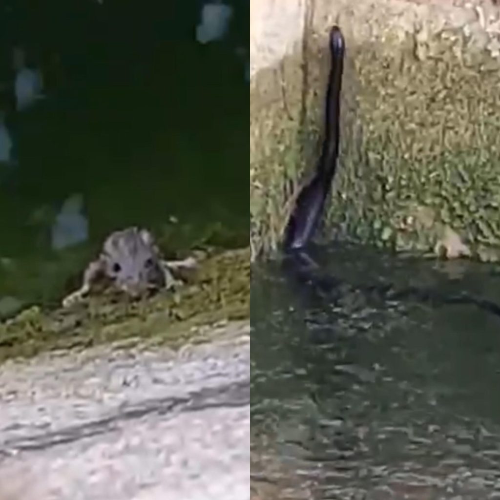 Havuzda mahsur kalan yılan ve fareyi kurtardı, ‘güle güle’ diye uğurladı