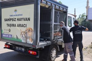 Toroslar’da Sokak Hayvanları İçin Yeni Dönem Başladı