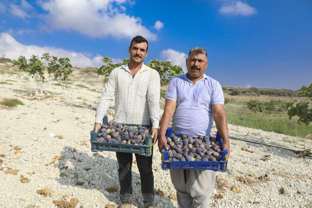 MERSİN BÜYÜKŞEHİR’İN TARIMSAL PROJELERİ ÇİFTÇİLERE EKONOMİK DESTEK SAĞLAMAYA DEVAM EDİYOR